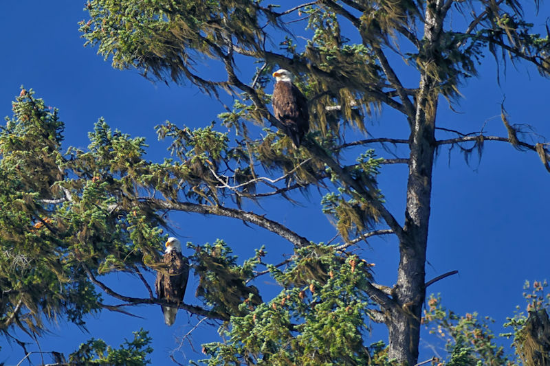 Pair of Bald Eagles, Tunkwa Lake, BC